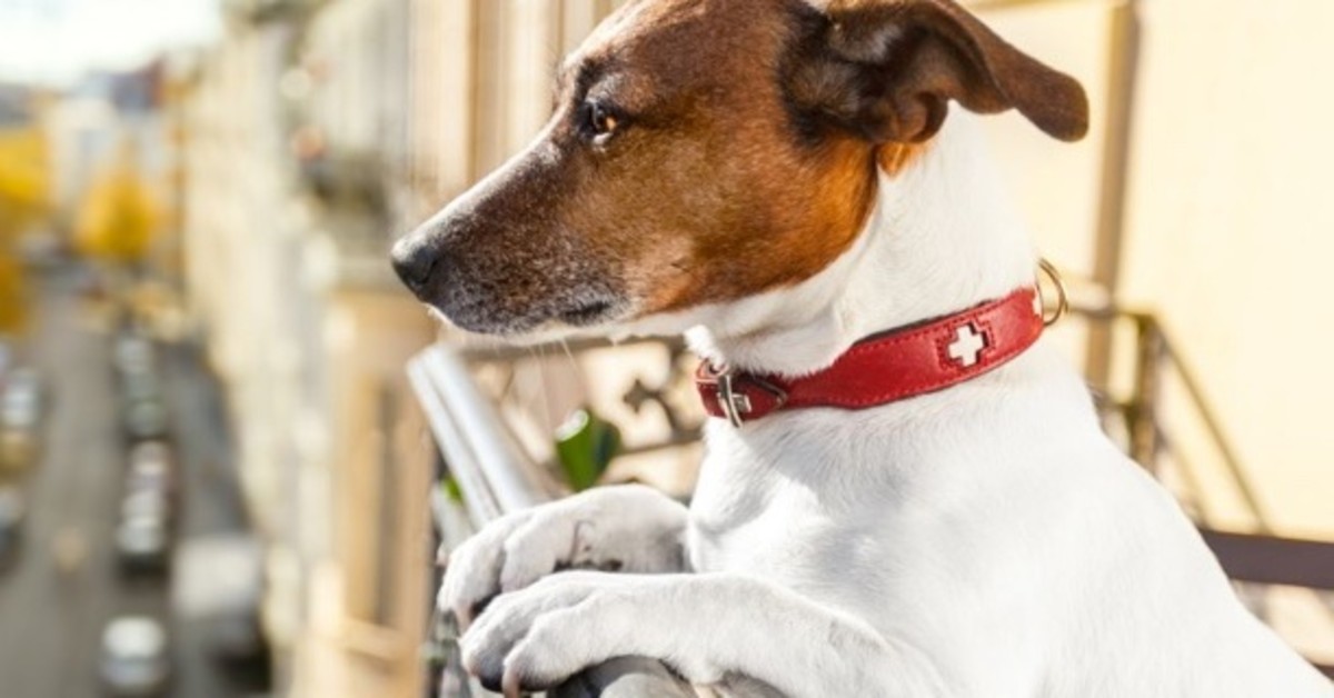 Perché i cani abbaiano agli altri cani dal balcone?