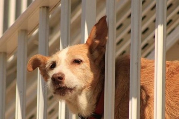 cane al balcone