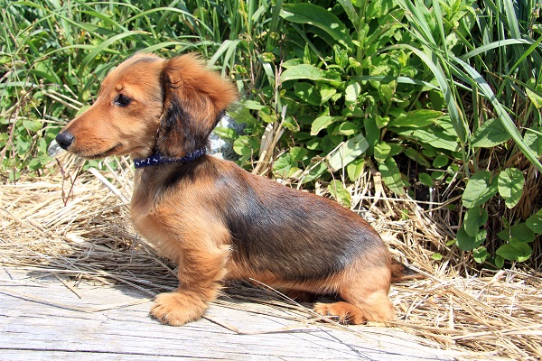 cane in giardino