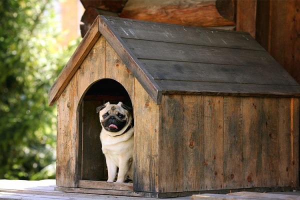 cane dentro cuccia all'aperto