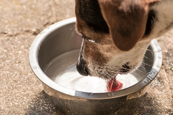 cane che beve acqua