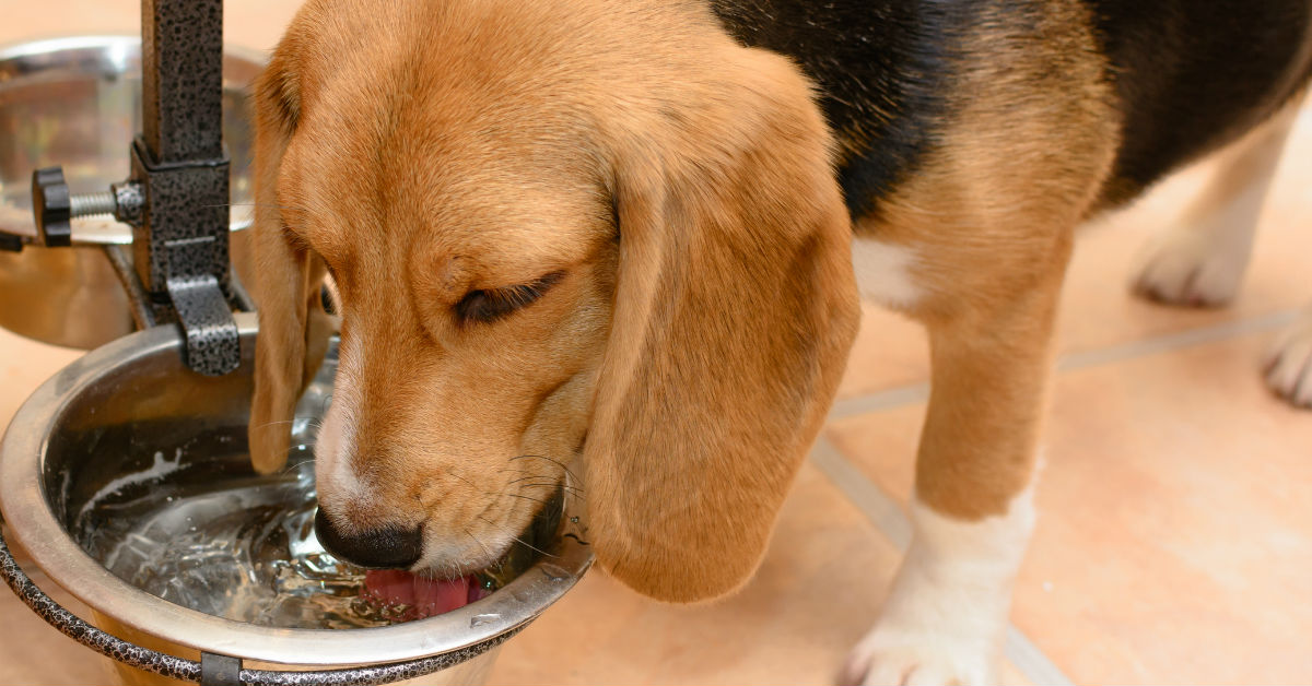 I cani possono bere acqua gassata?