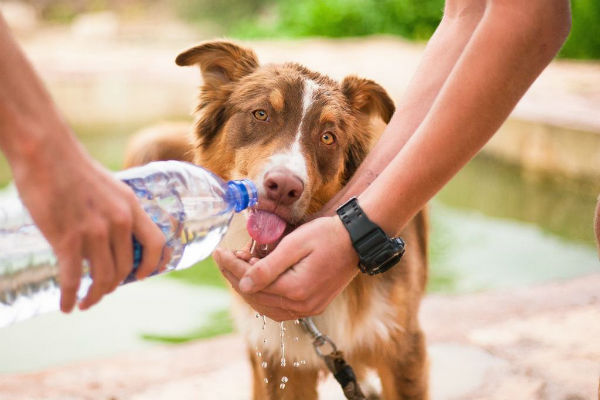 cane che beve acqua