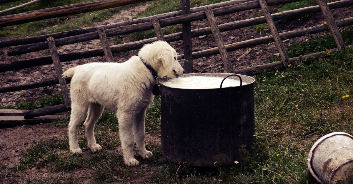 I cani possono bere il latte di capra?