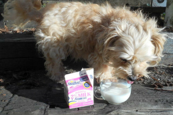 cane che beve latte