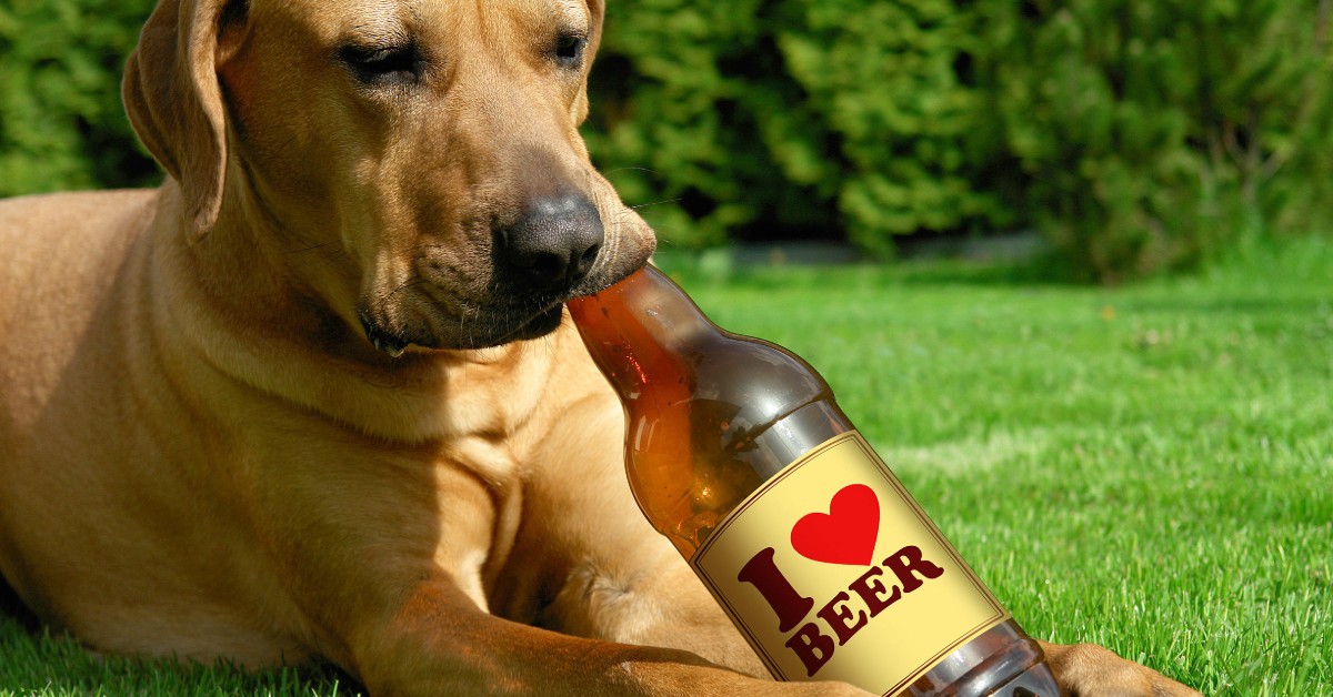 I cani possono bere la birra o è dannoso per loro?