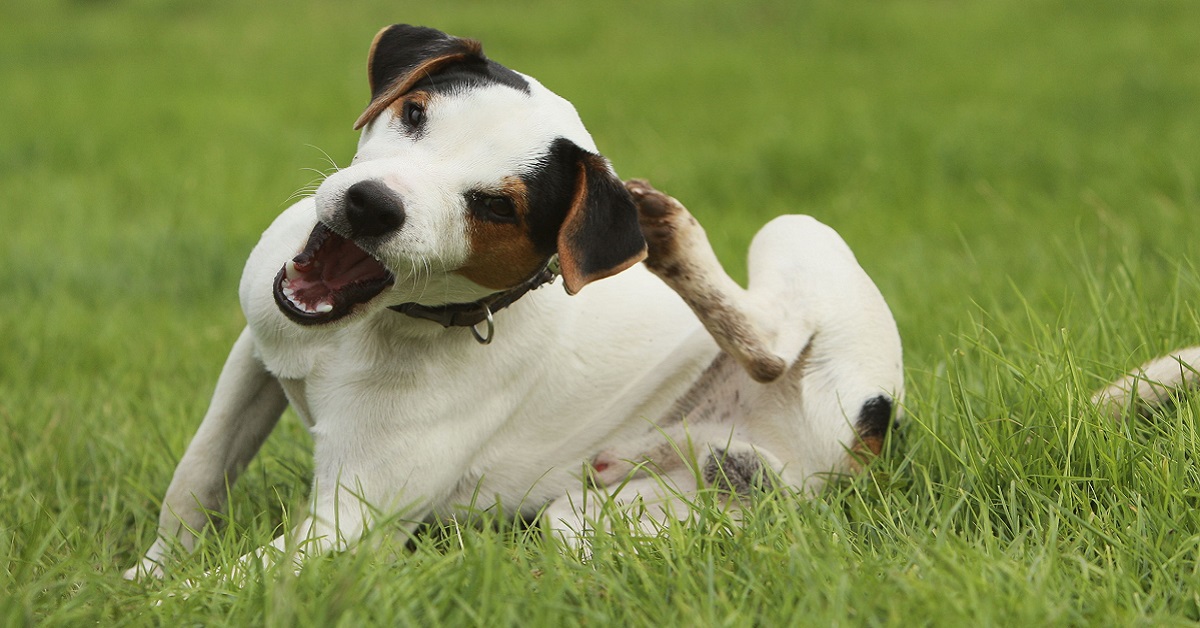 I cani possono essere allergici all’erba?