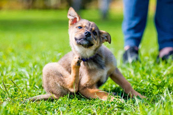 cane con prurito