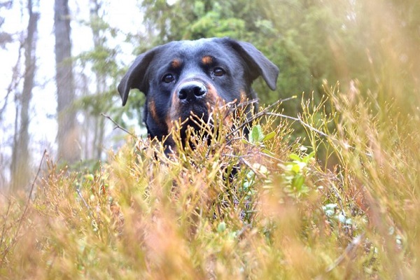 cane tra erba secca