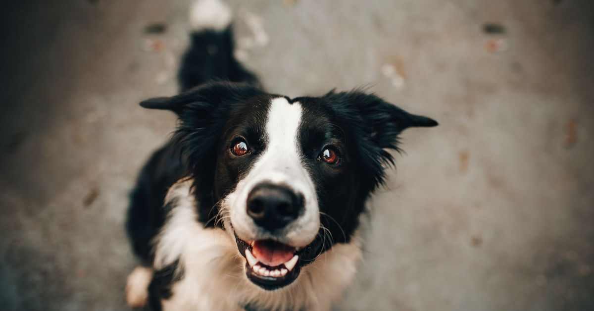 I cani possono mangiare i Cheerios (e gli altri cereali)?