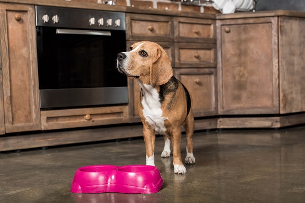 cane in cucina