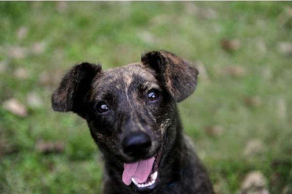 cane con la lingua di fuori