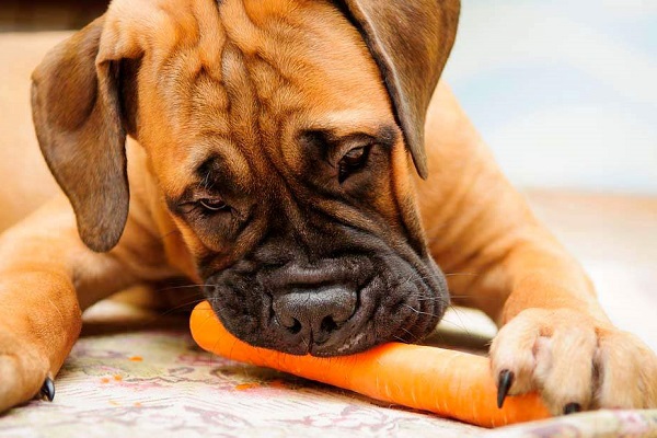 cucciolo di cane boxer