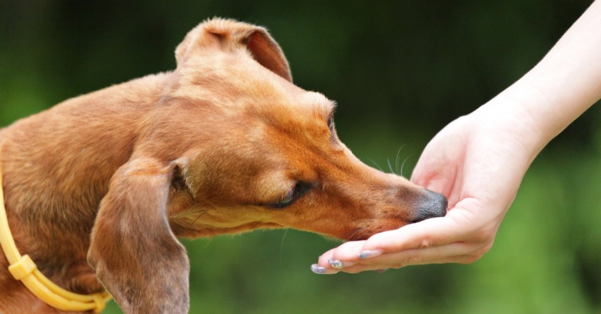 I cani possono mangiare il finocchio?