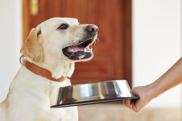 cane mangia dalla ciotola