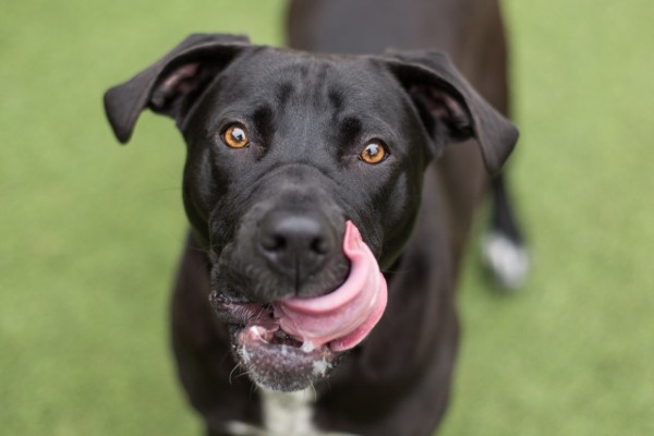 avvelenamento da piombo nel cane