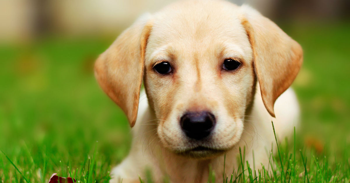 I cani possono mangiare il prezzemolo?