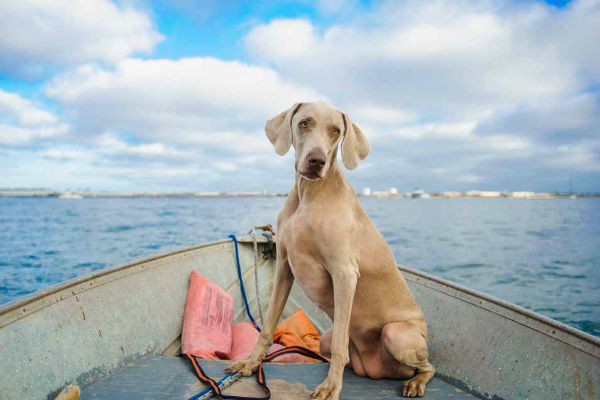cane sulla barca