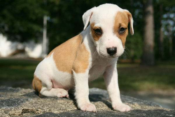 cucciolo di cane