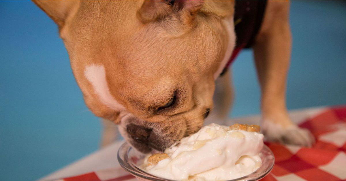 I cani possono mangiare la panna montata?