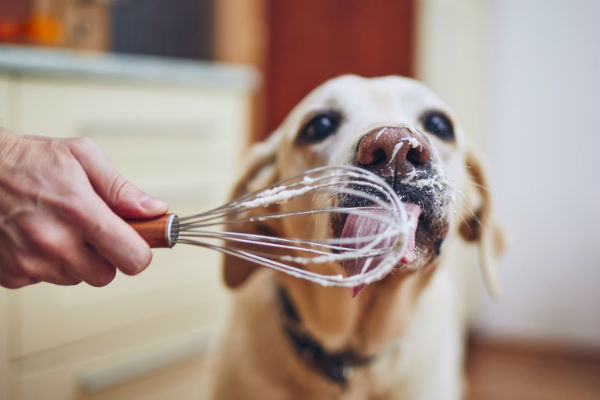 cane che lecca le fruste