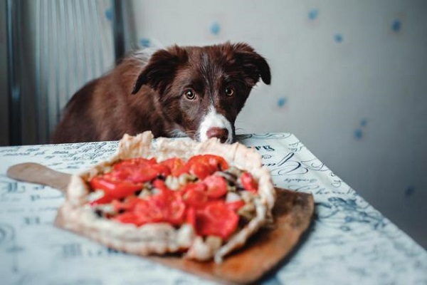 cane attratto da pizza con pomodoro