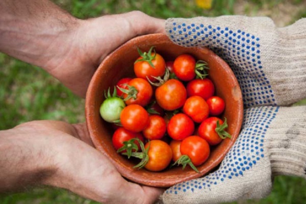 ciotola di pomodori per cani