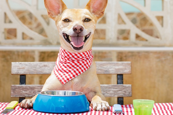 cane che aspetta di mangiare