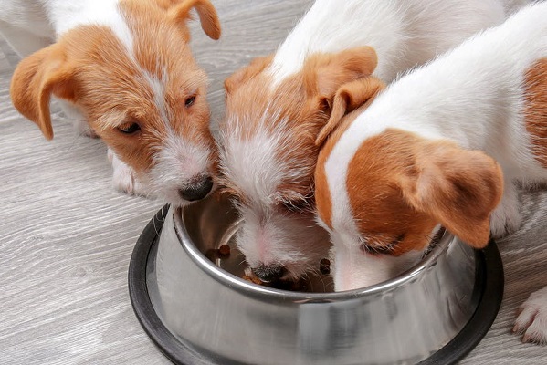 cani che mangiano insieme