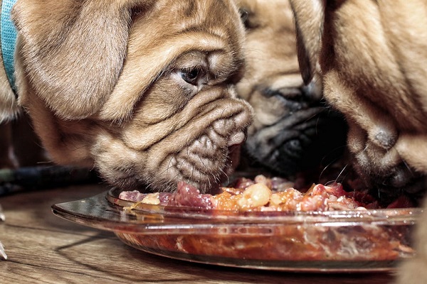 cuccioli di cane che mangiano