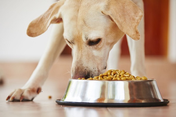 cane che mangia crocchette