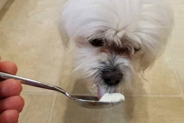 cucchiaino di yogurt greco al cane