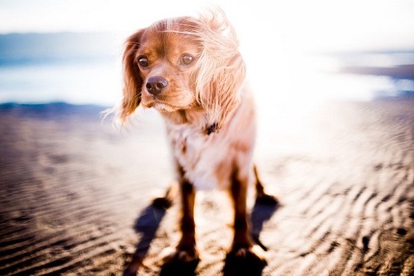 cane al mare