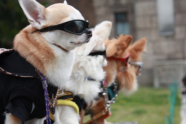 cani con occhiali da sole
