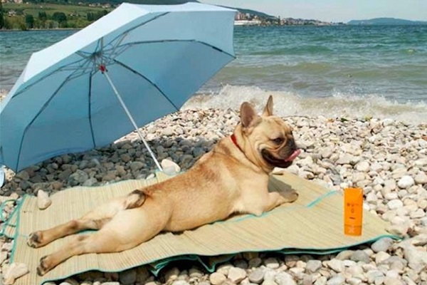 cane sotto ombrellone