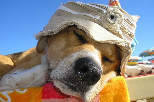 cane con cappellino