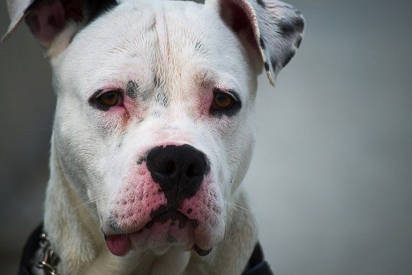 cane con cancro alla pelle