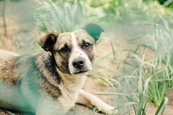 cane in giardino