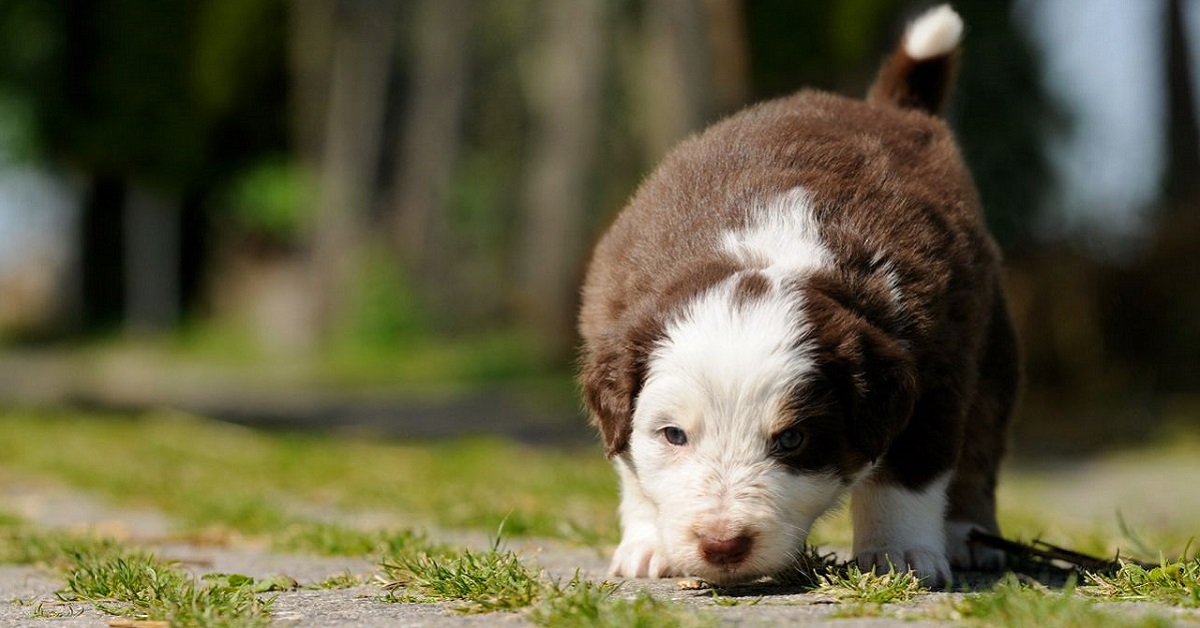 I cani ritrovano la strada di casa? E come fanno?