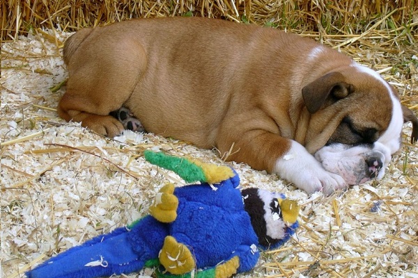 cane bulldog con gioco