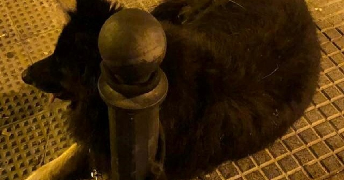 Il cane anziano viene legato ed abbandonato nel centro di Huelva
