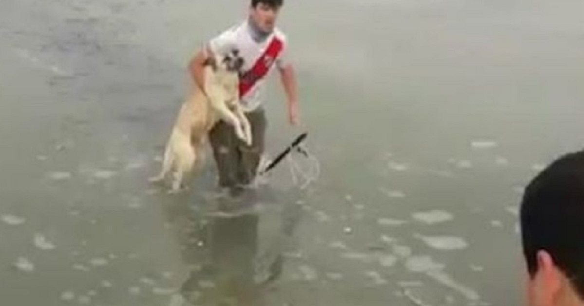 Il cane cade in un lago ghiacciato e un uomo coraggioso tenta di salvarlo