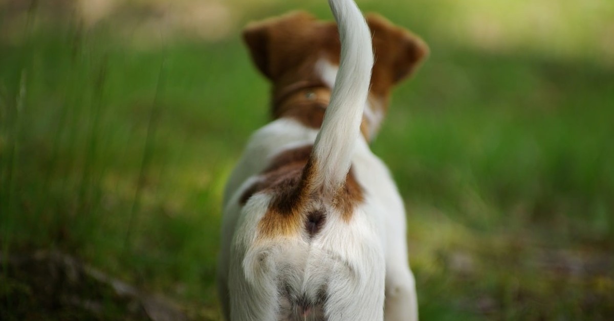 Il cane dà le spalle: perché ha iniziato a comportarsi così?