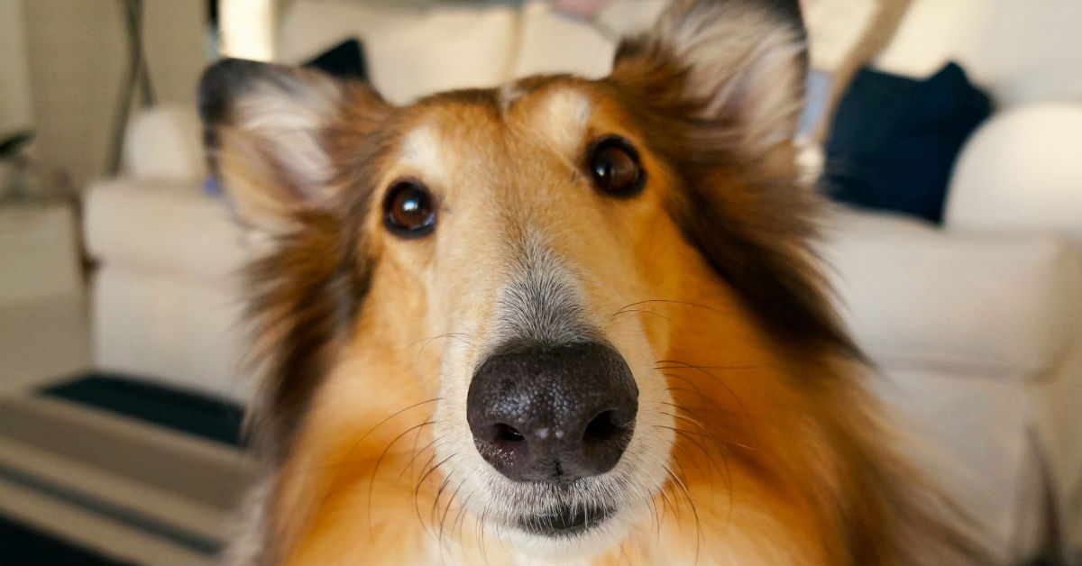 Il cane ha mangiato jalapeno: starà male? O è al sicuro?