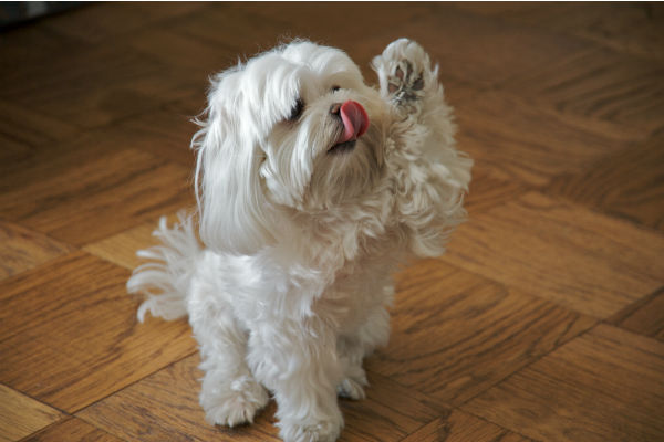 cane che alza la zampa