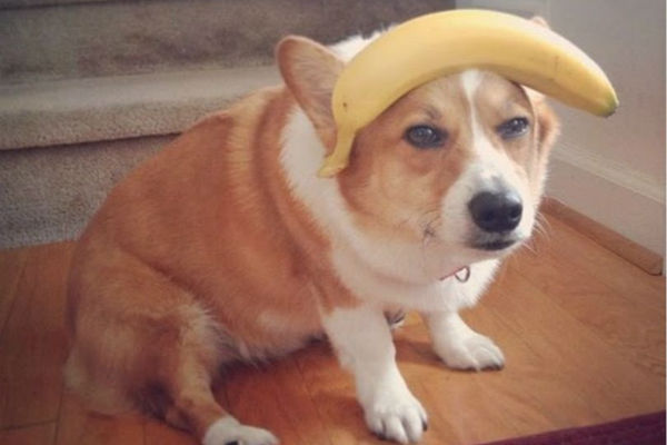 cane con banana in testa