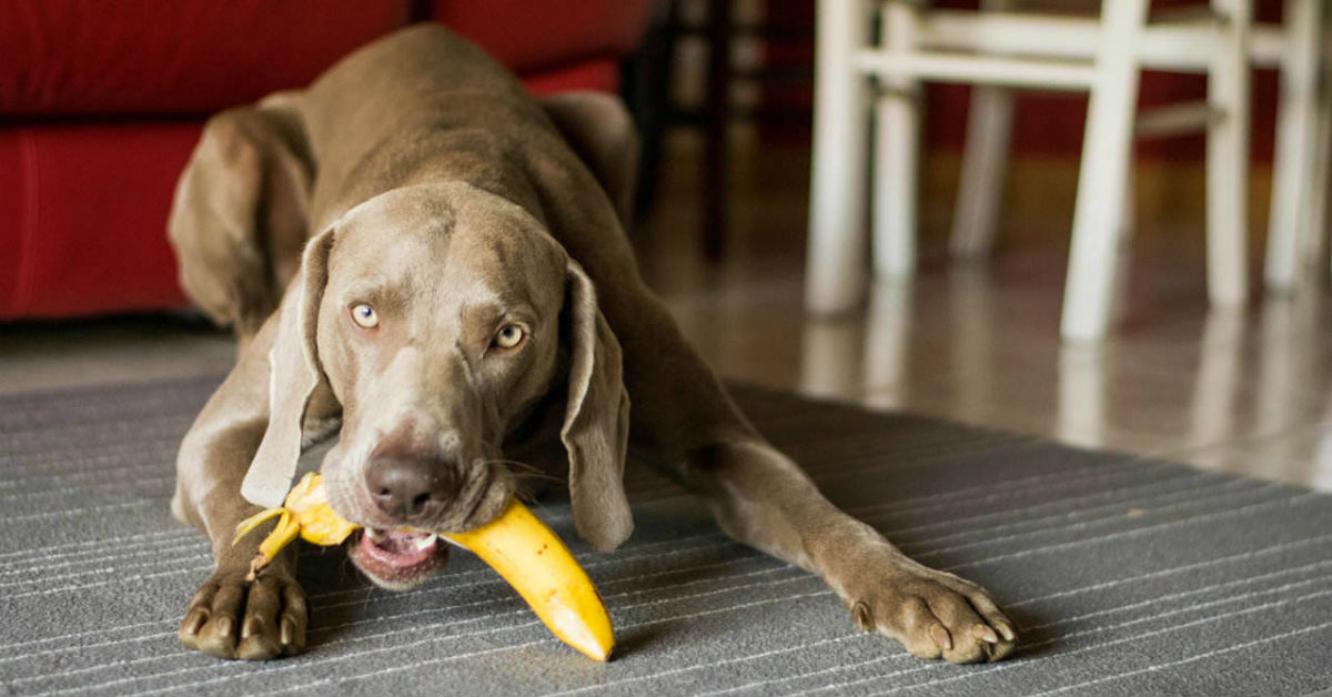 Il cane ha mangiato la buccia di banana: e ora?