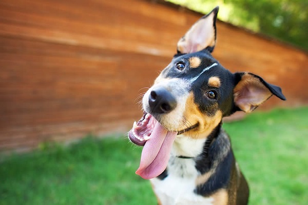 cane che ha preso erba gatta