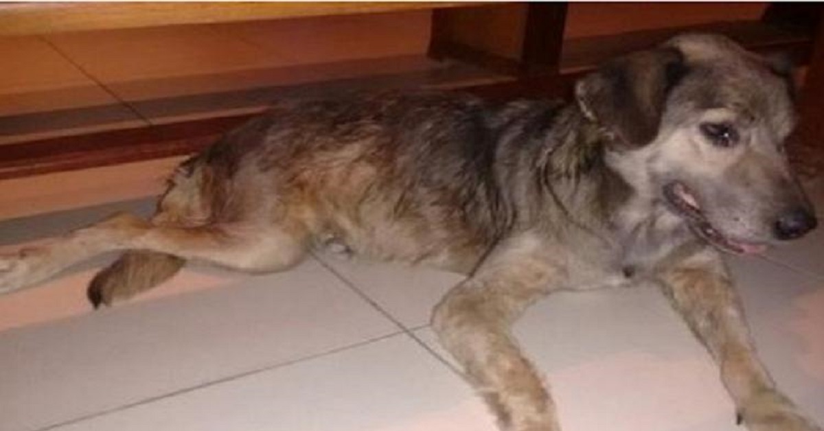 Il cane non è ben voluto dal parroco a causa del suo “sgradevole odore”