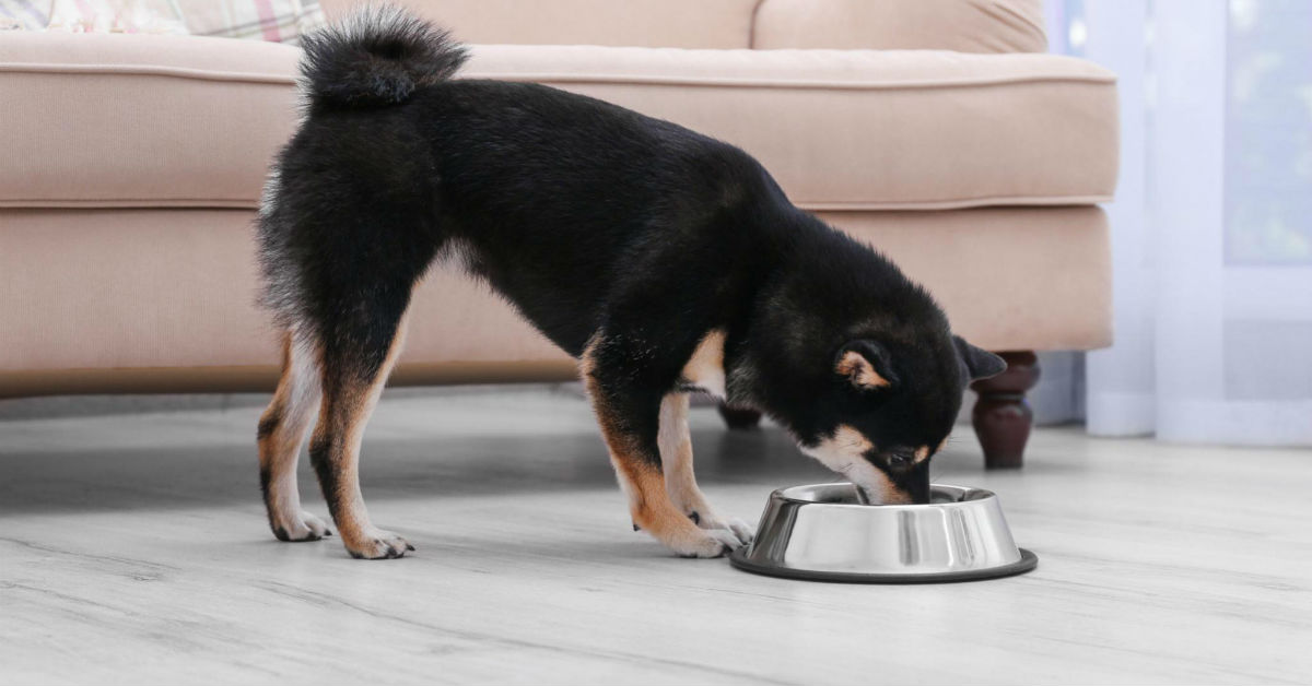 Il cane non mangia le crocchette: ecco cosa bisogna fare